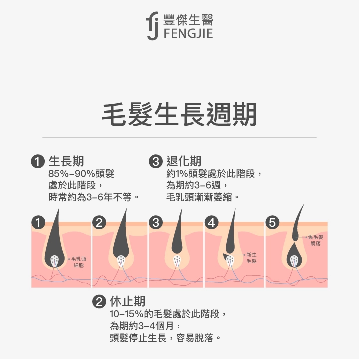 頭髮生長週期