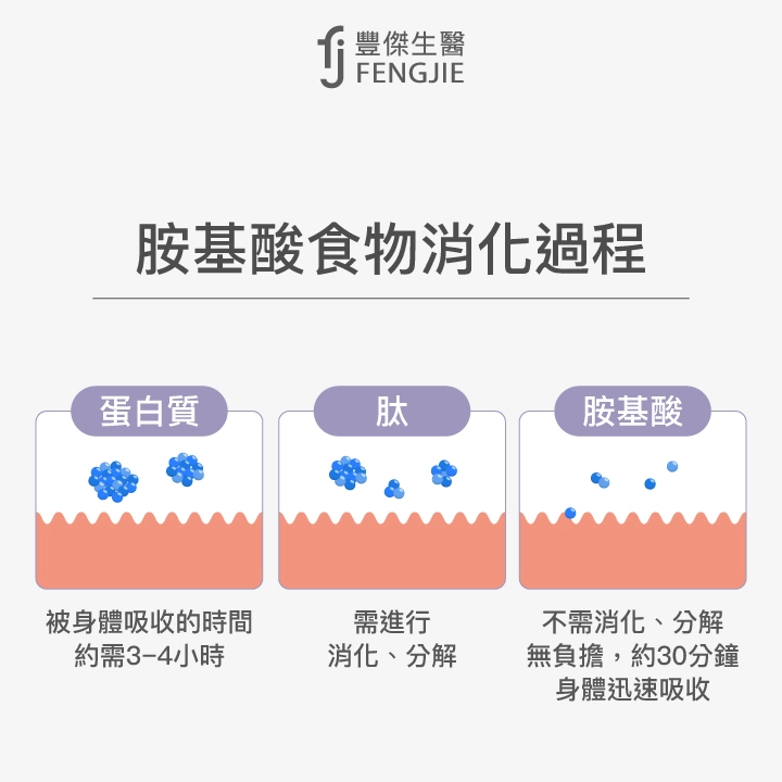 胺基酸食物消化過程