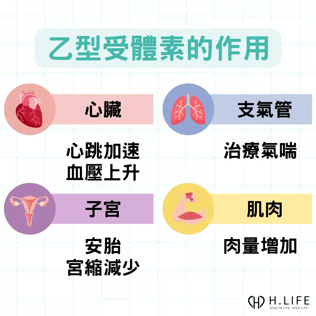 乙型受體素的作用 ：1.心臟 : 心跳上速、血壓上升。2.支氣管 : 治療氣喘。3.子宮 : 安胎、宮縮減少。4.肌肉 : 肉量增加 