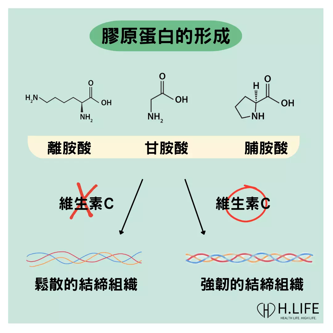 膠原蛋白的組成