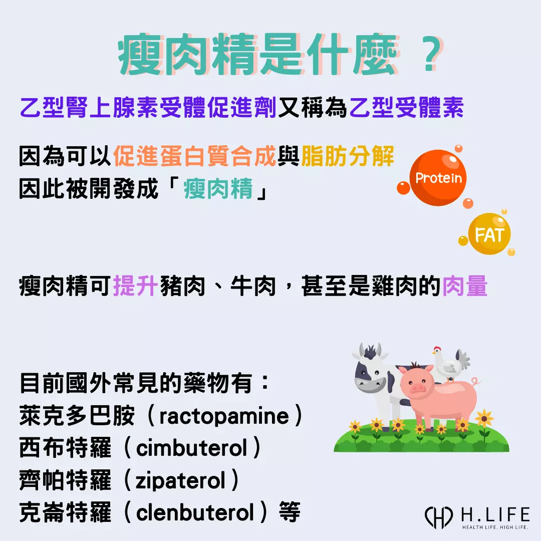 瘦肉精為乙型腎上腺素受體促進劑，可以促進蛋白質合成與脂肪分解