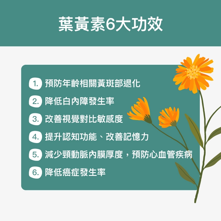 葉黃素6大功效：預防年齡相關黃斑部退化、降低白內障發生率、改善糖視覺對比敏感度、提升認知功能、改善記憶力、減少頸動脈內膜厚度，預防心血管疾病、降低癌症發生率