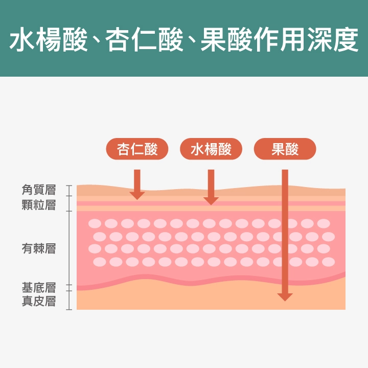 水楊酸、杏仁酸、果酸作用深度皮膚構造圖