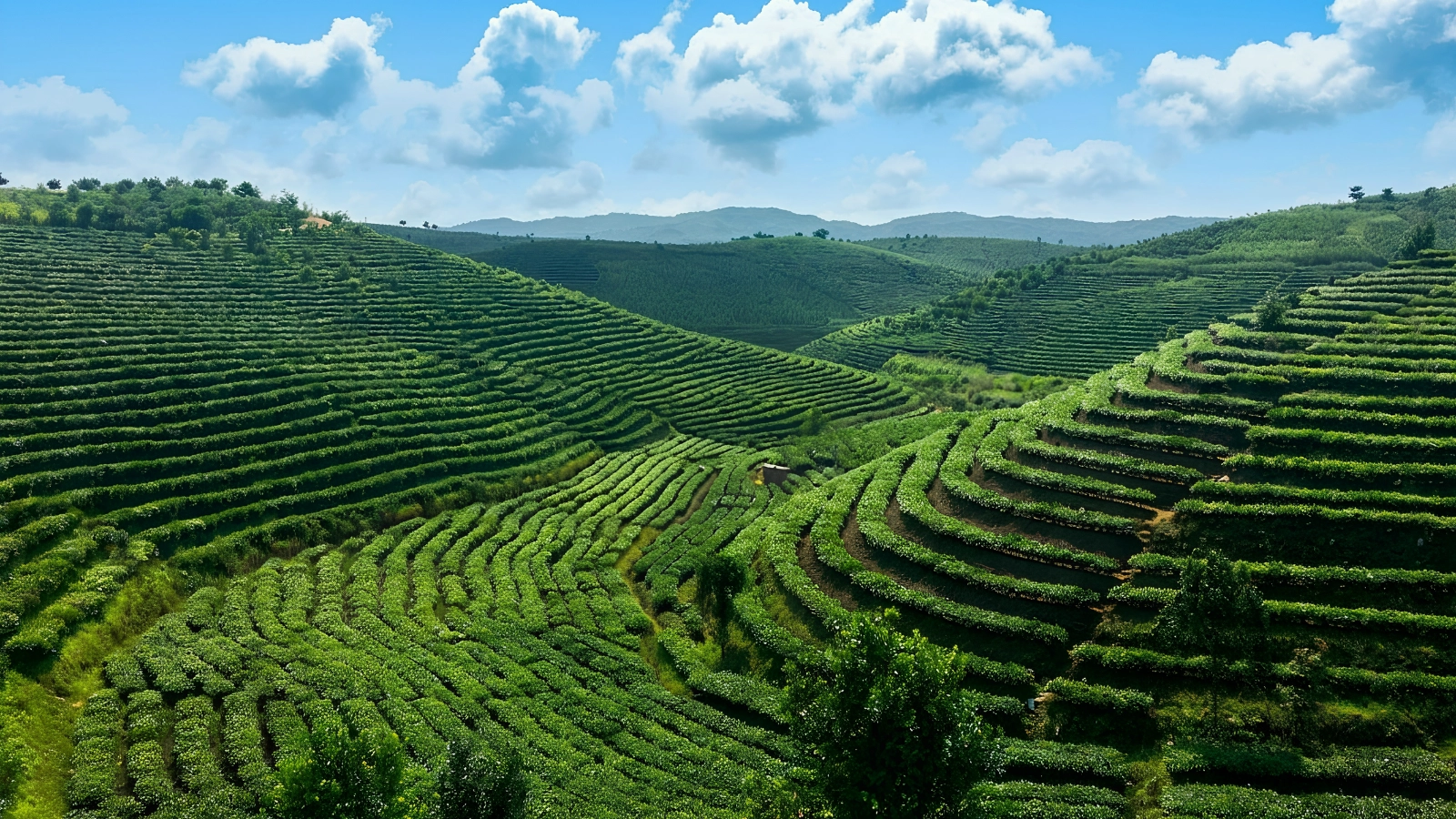 大渡崗萬畝茶園-9c57ed