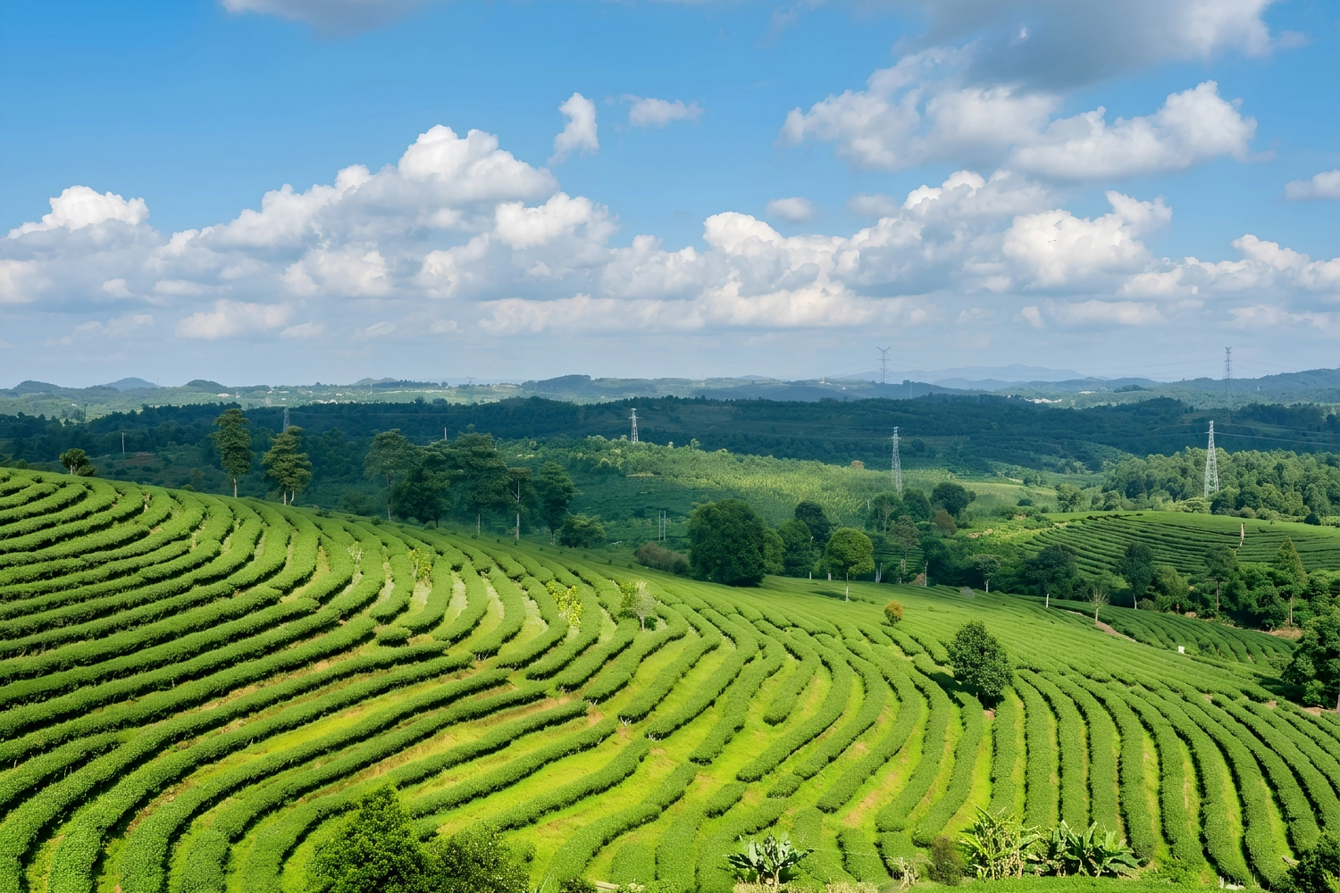 大渡崗萬畝茶園