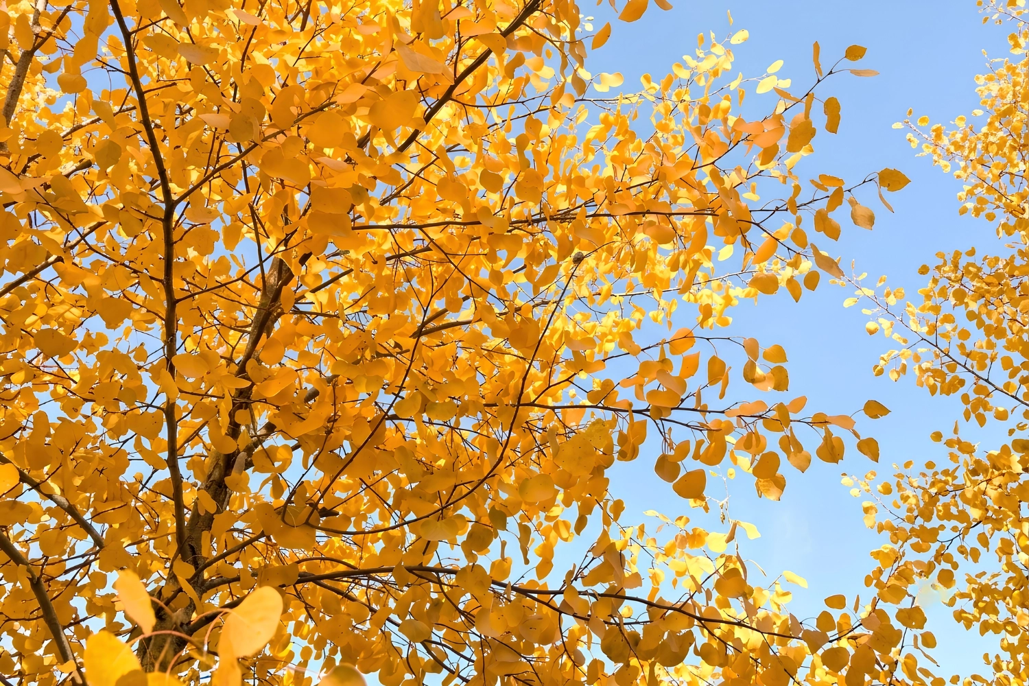 巴楚紅海灣