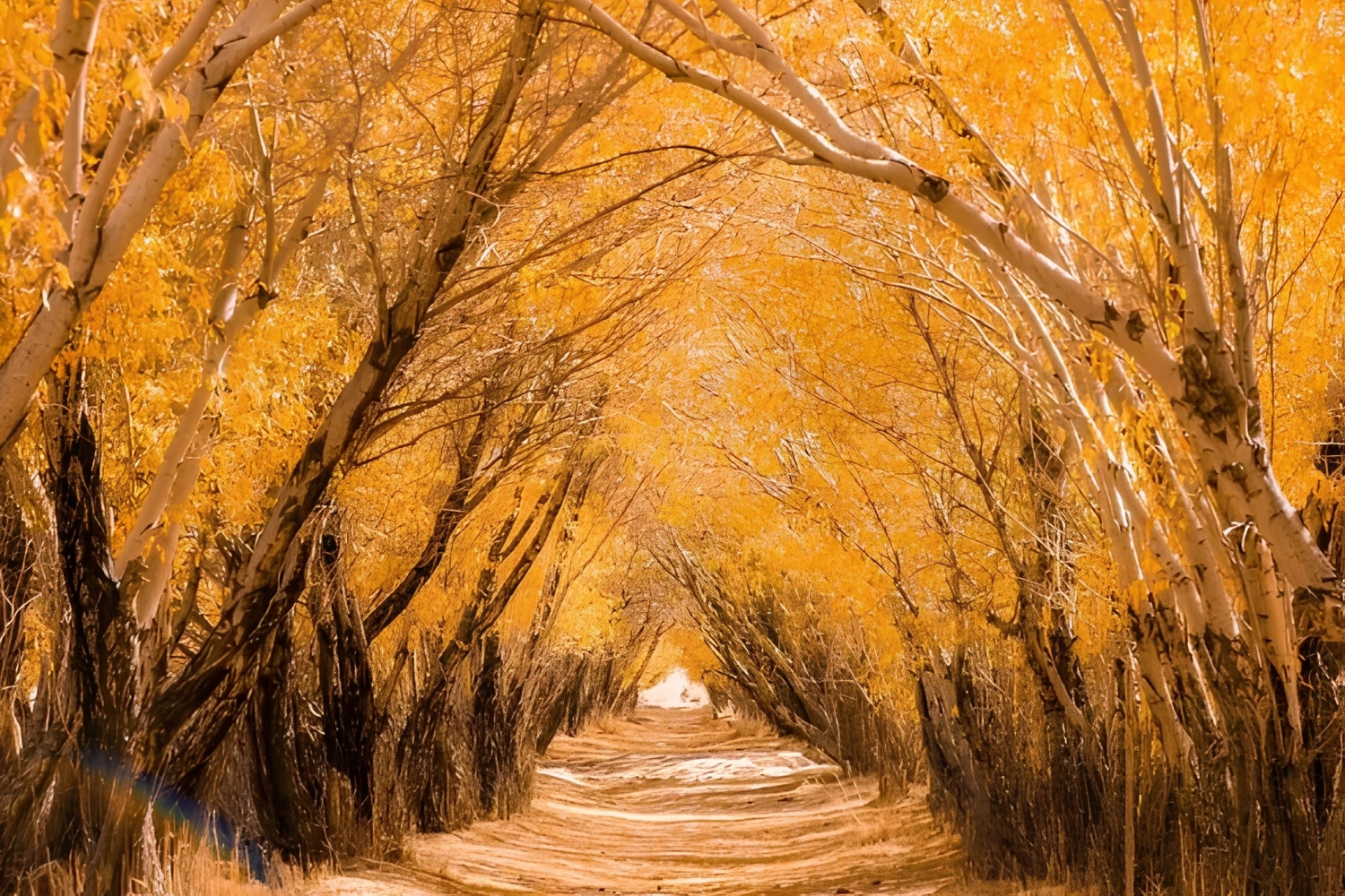 樹洞公路