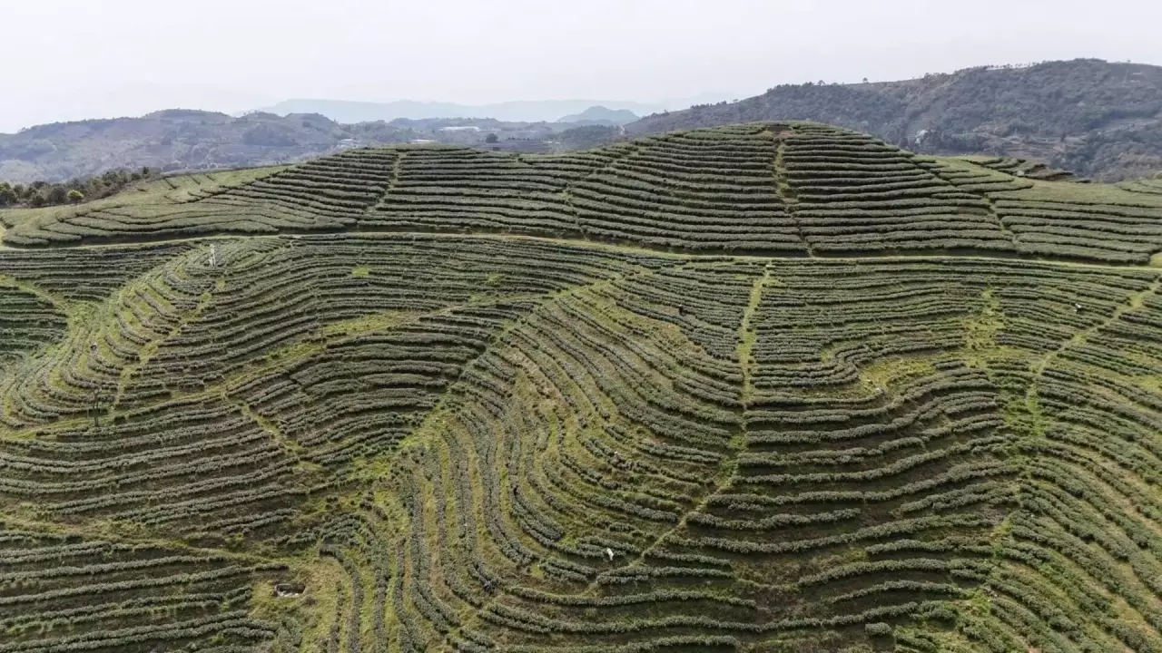 我們從種茶到採茶直到製茶雅風全都是一條龍-以保持茶葉最優良品質